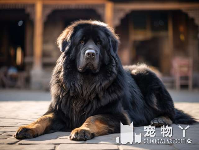 想养中大型犬？向你介绍6种狗狗，总有一款让你心动