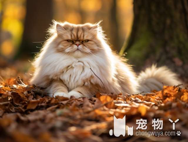 为什么吴江恬恬家布偶英短矮脚猫舍备受好评?